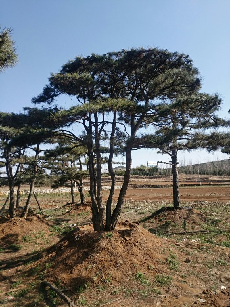各种规格造型松
