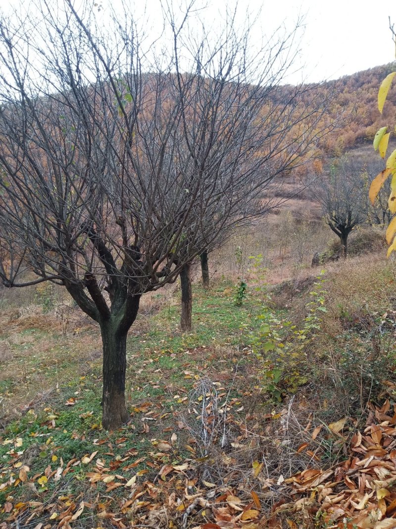 红梅适用全国各地种植。可提供技术种植技术。占地100亩。