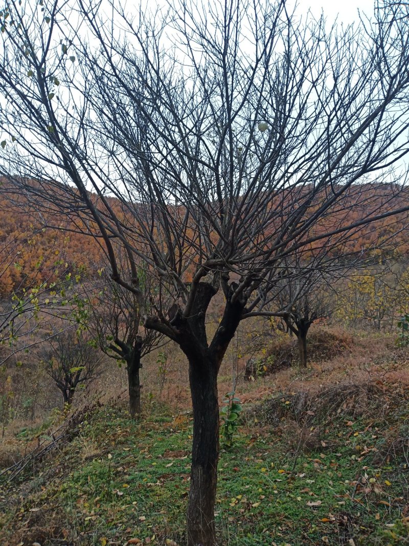 红梅适用全国各地种植。可提供技术种植技术。占地100亩。