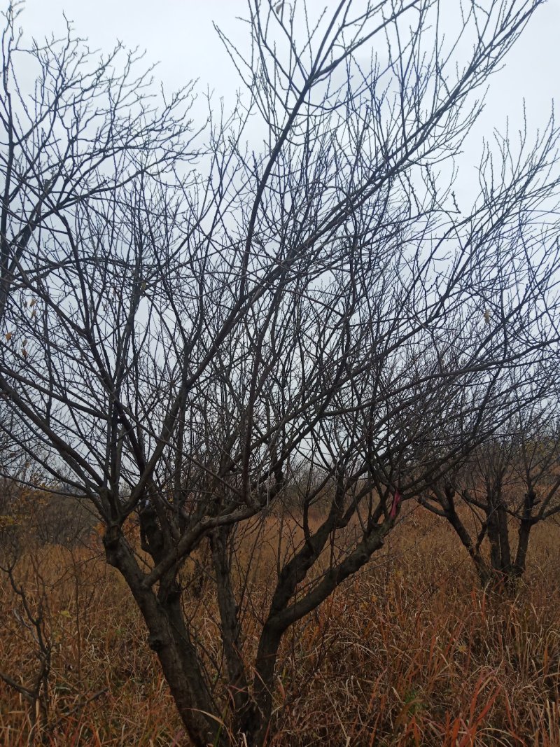 红梅适用全国各地种植。可提供技术种植技术。占地100亩。
