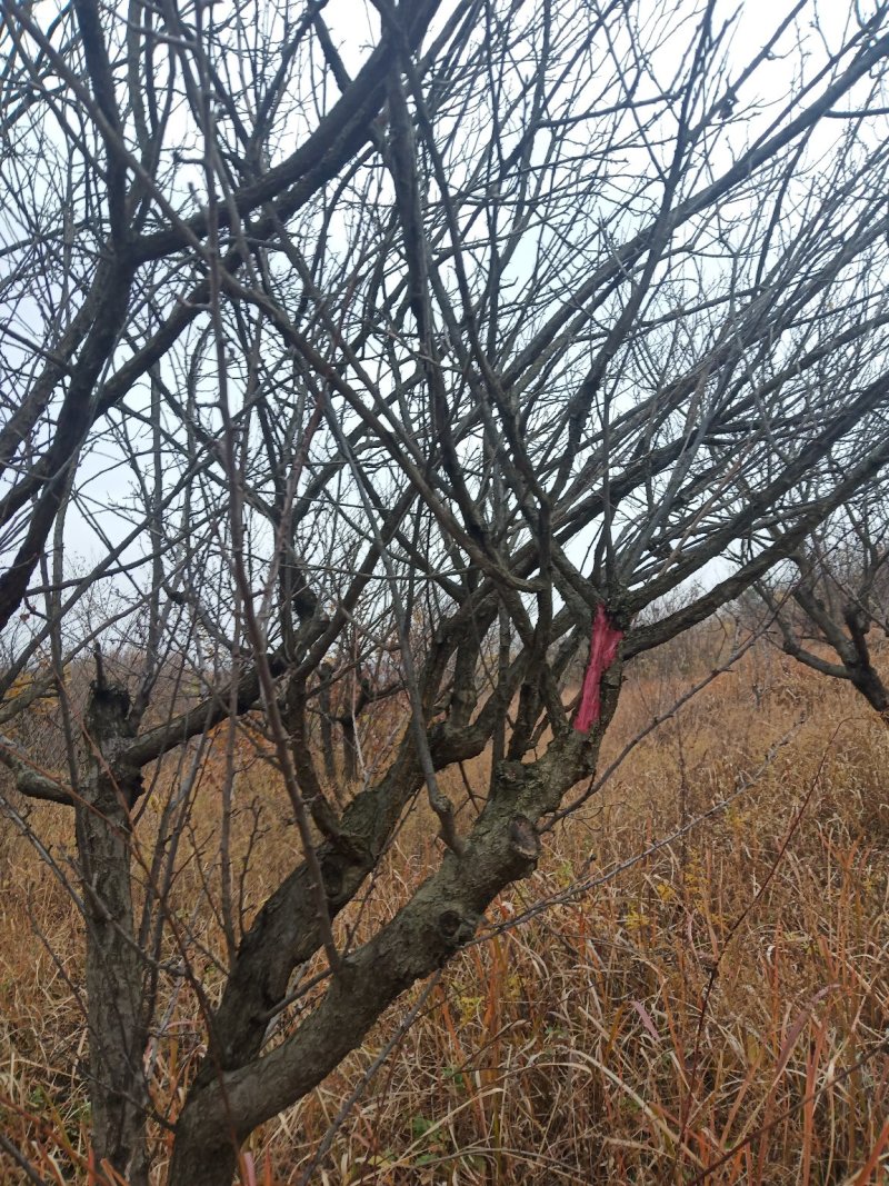 红梅适用全国各地种植。可提供技术种植技术。占地100亩。