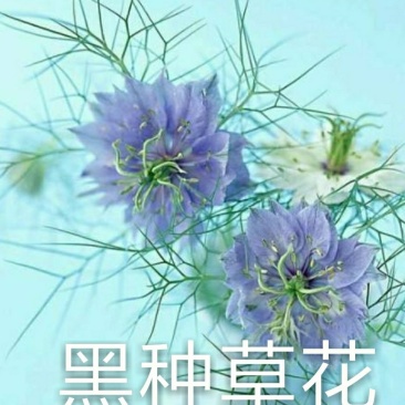 黑种草混色香草黑子草阳台盆栽易种子