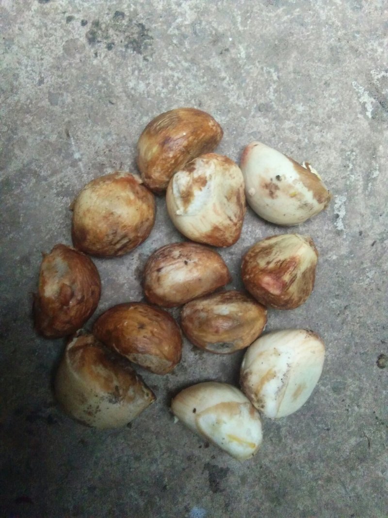 油桐籽