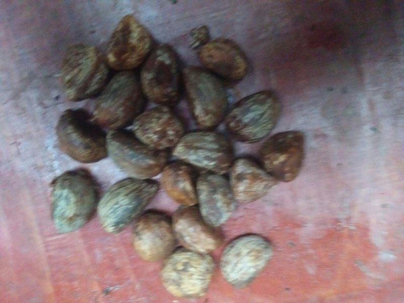 油桐籽