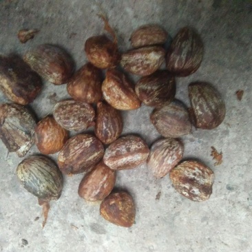 油桐籽