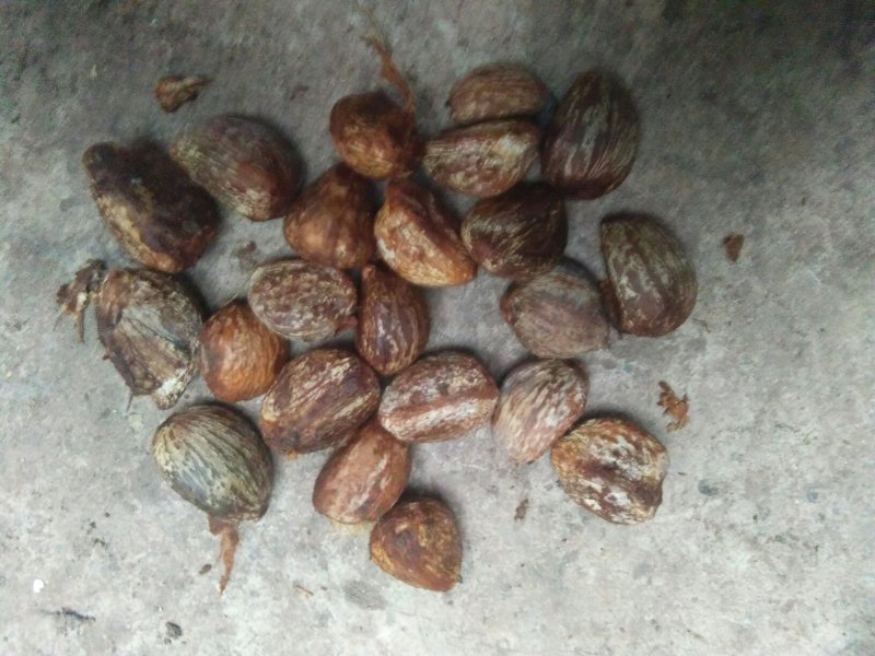 油桐籽