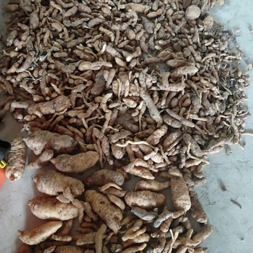 贵州高山乌天麻一代种