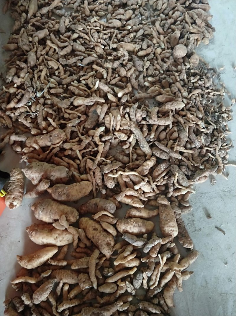 贵州高山乌天麻一代种
