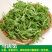 马齿苋种子野菜种子野生食用野菜