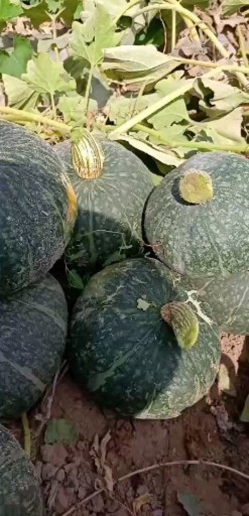 板栗绿南瓜
