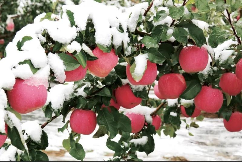 产自黄土高原优生区纸袋红富士苹果，因得天的地理位置造就