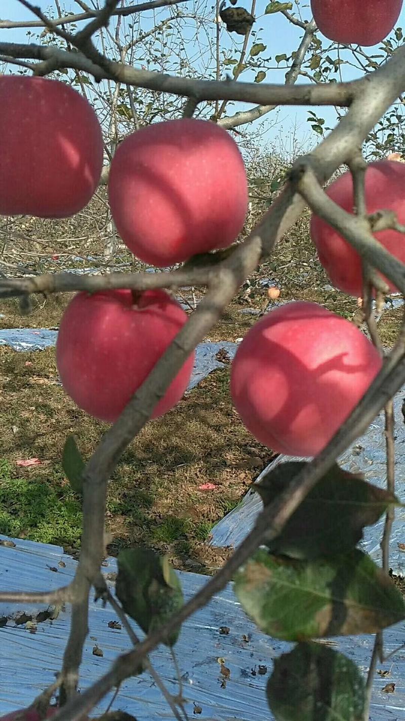 产自黄土高原优生区纸袋红富士苹果，因得天的地理位置造就