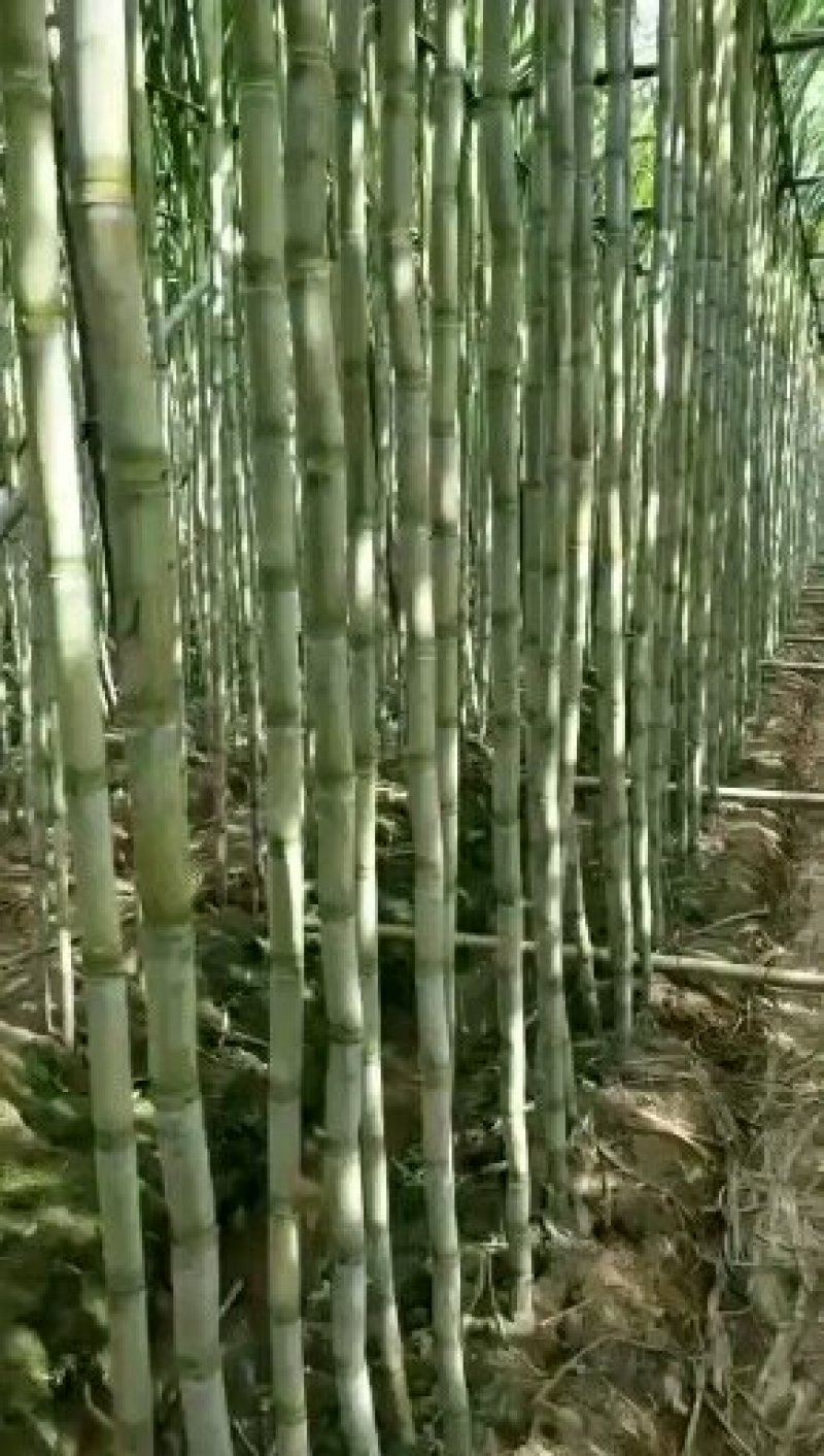 番禺甘蔗马上上市了，欢迎全国老板过来订购考察一下，，，