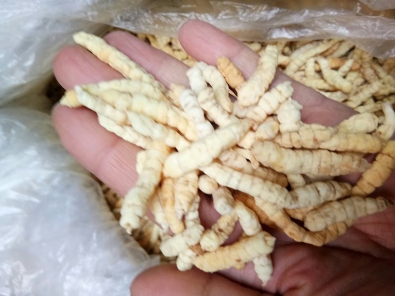 地蚕广西草石蚕无硫熏实拍图批发零售各种中药材