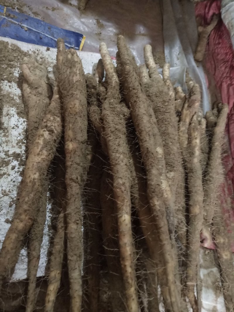 小白嘴山药