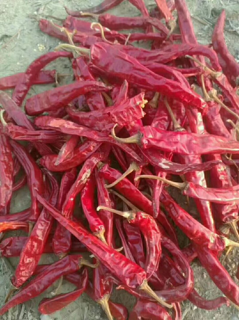 二荆条油椒干辣椒.9成干.椒型大。精品货源.产地充足.。
