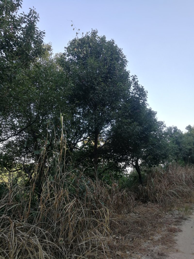香樟