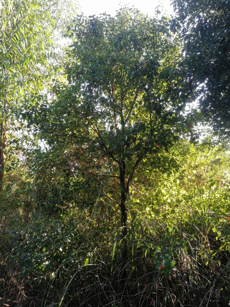 香樟