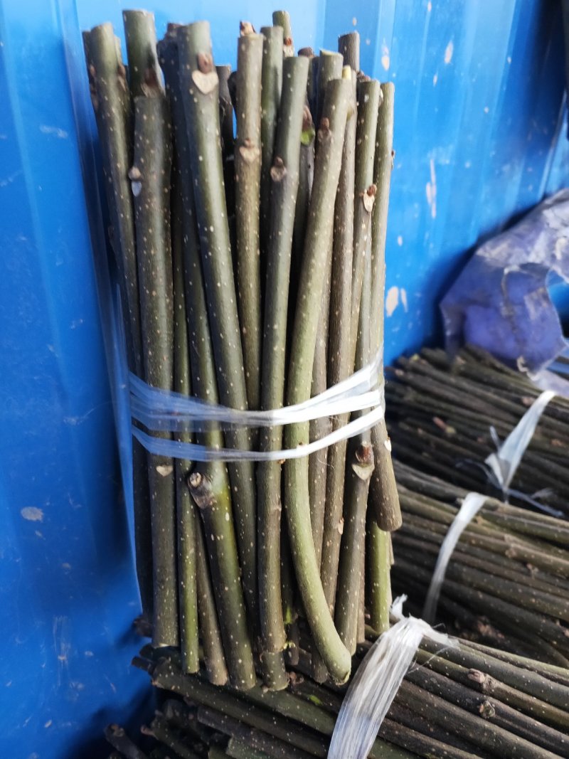 吴茱萸枝条，吴茱萸，茶辣苗，吴茱萸枝条，江西吴茱萸枝条