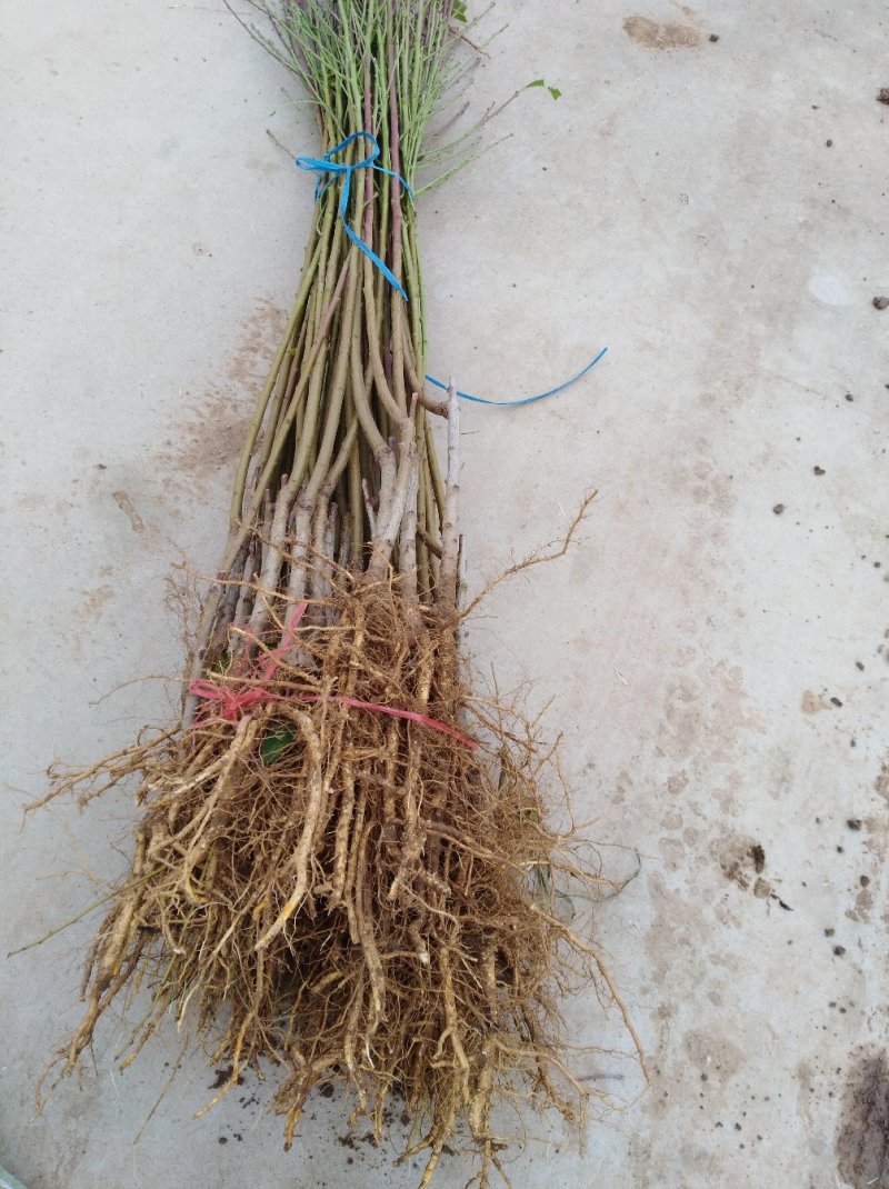 金秋红蜜品种保证，可看苗现挖现卖