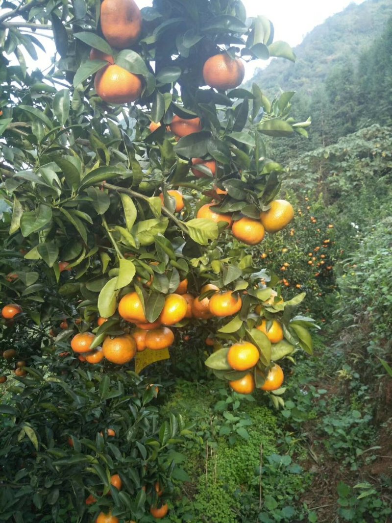 云南高山默科特，汁多咪甜，皮薄化渣，产地直发，货源稳定