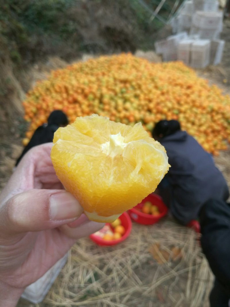 诚邀电商，江西（赣南脐橙）十斤箱可代发，批发。有量有价
