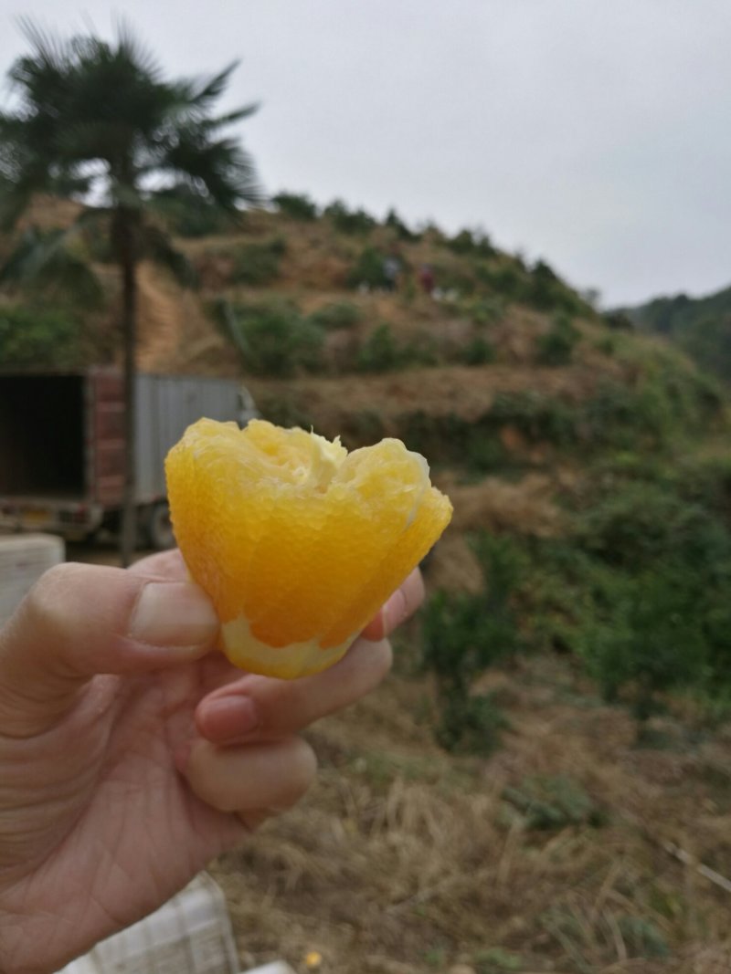 诚邀电商，江西（赣南脐橙）十斤箱可代发，批发。有量有价