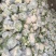 白面青梗有机花，净菜~白面青梗散花~松花菜~聊城~产地