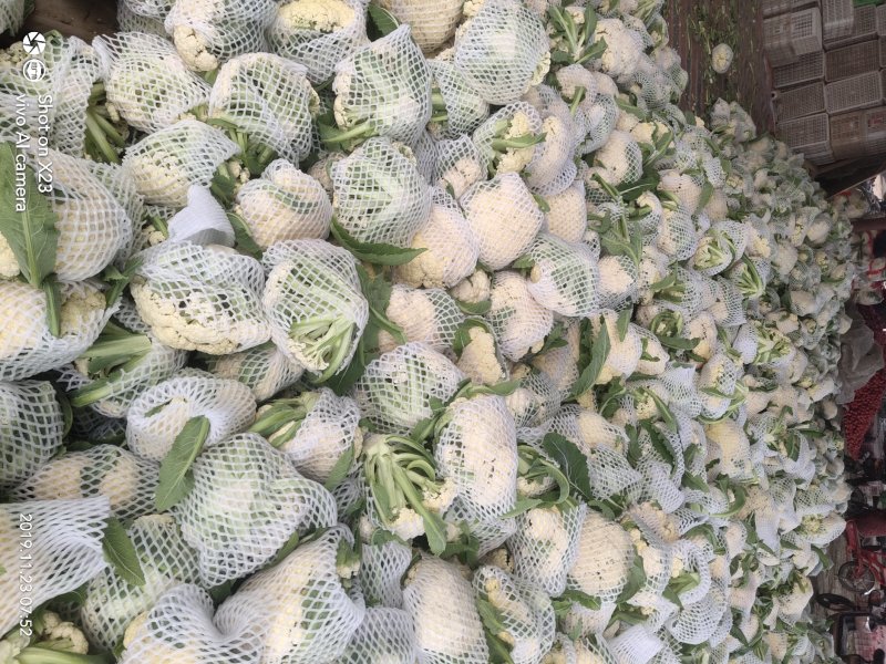白面青梗有机花，净菜~白面青梗散花~松花菜~聊城~产地
