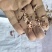 白芷沫子批发零售品种齐全诚信经营量大从优支持混批