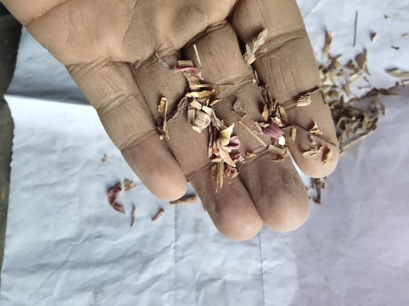 白芷沫子批发零售品种齐全诚信经营量大从优支持混批