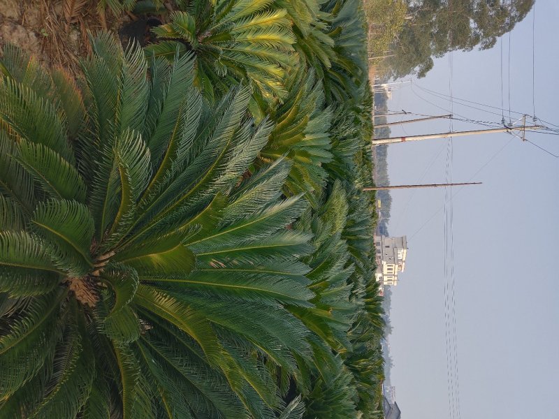 凤尾草