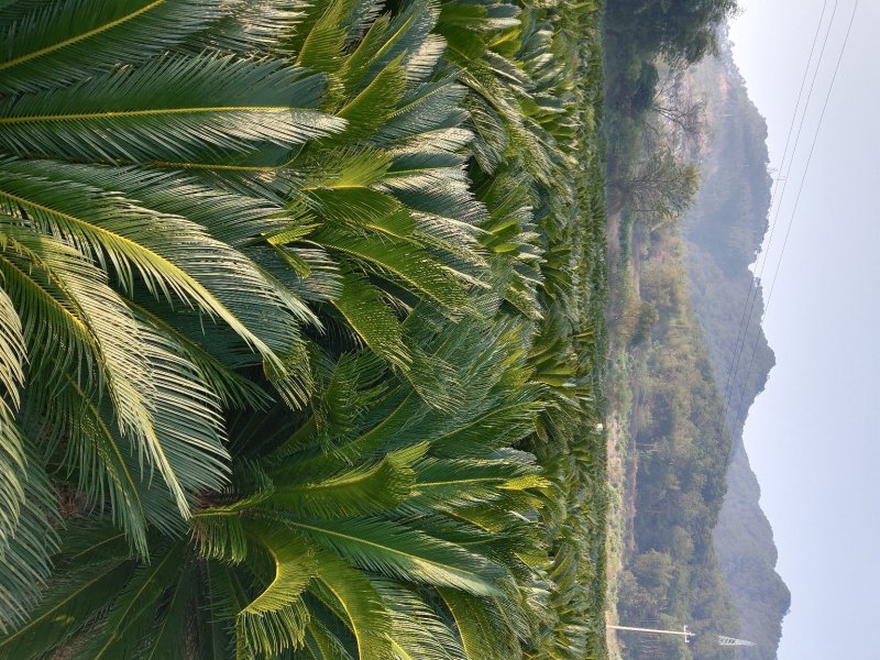 凤尾草