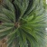 凤尾草