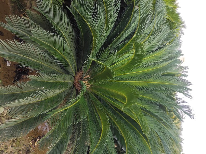 凤尾草