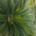 凤尾草