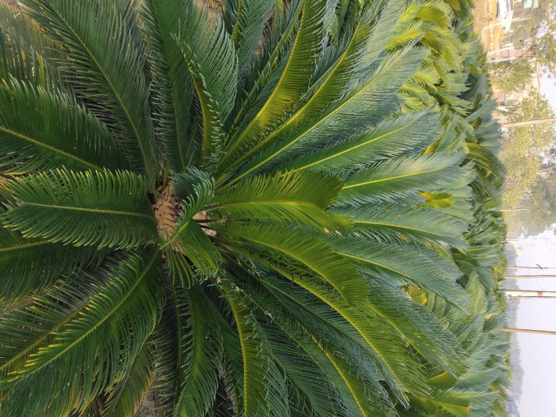 凤尾草