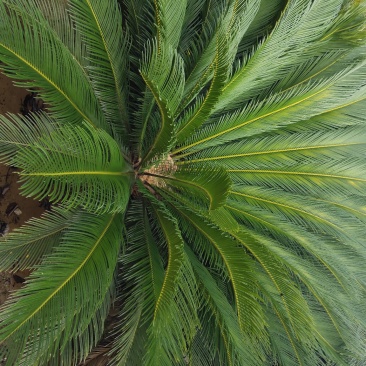 凤尾草