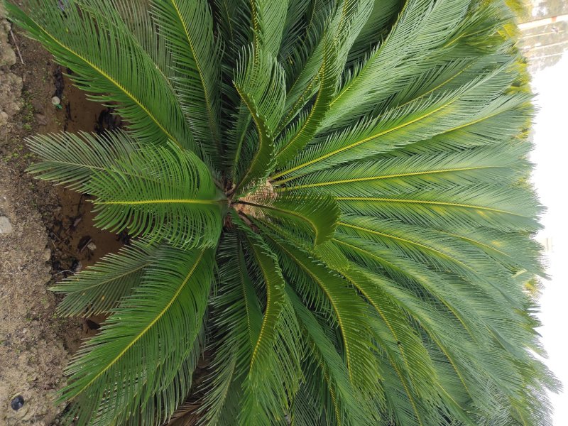 凤尾草
