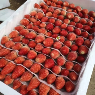 a甜宝草莓降价了收购中量大