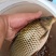 泉水生态鱼
