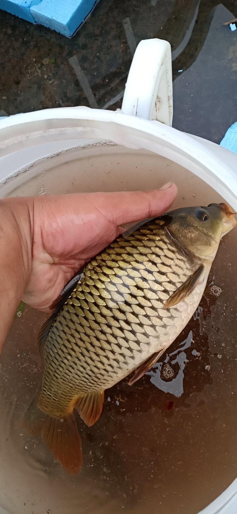泉水生态鱼