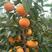 阳丰甜柿子苗：保证纯度，保证品质，每一颗都是精品