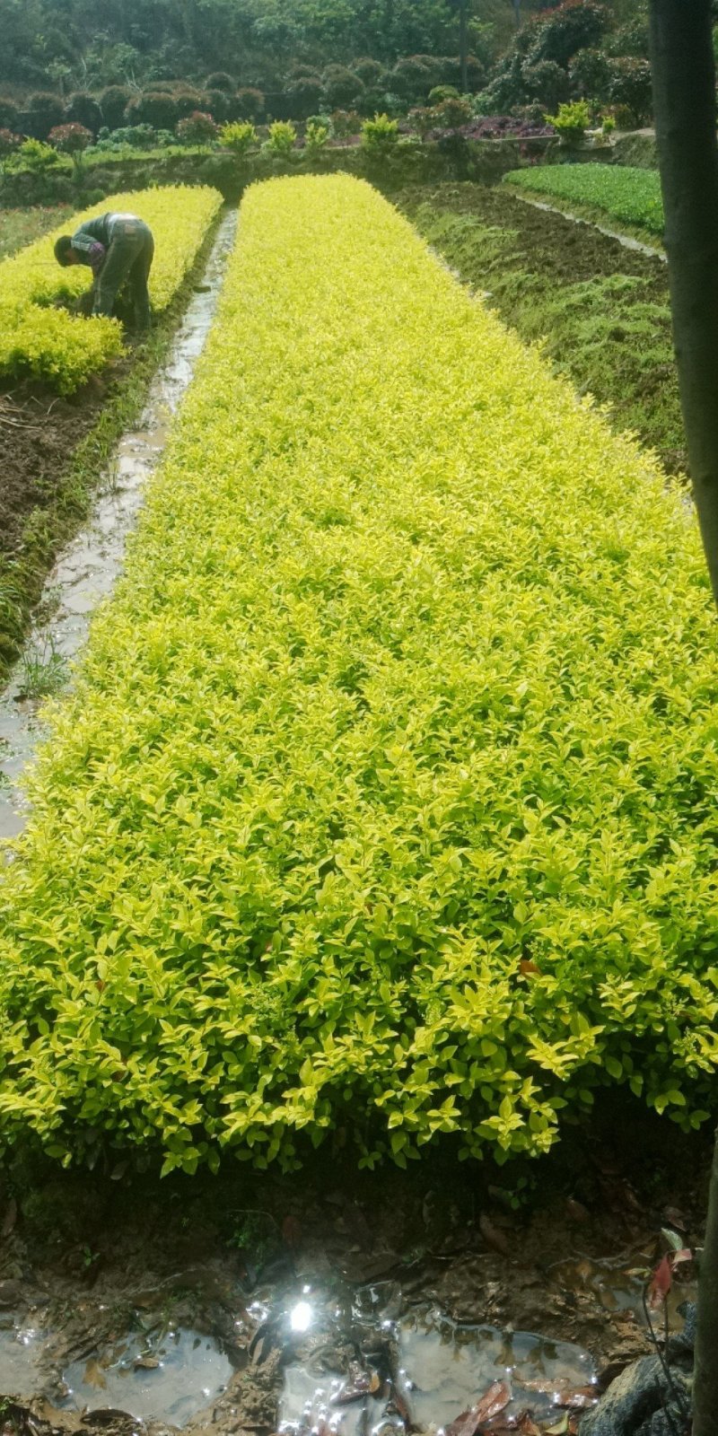 金叶女贞，自家货源，量大。
