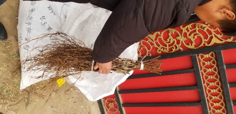 葡萄树苗造型葡萄树苗