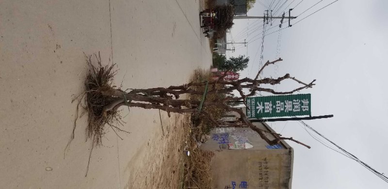 葡萄树苗造型葡萄树苗