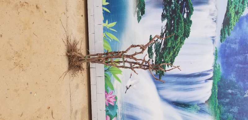 葡萄树苗造型葡萄树苗