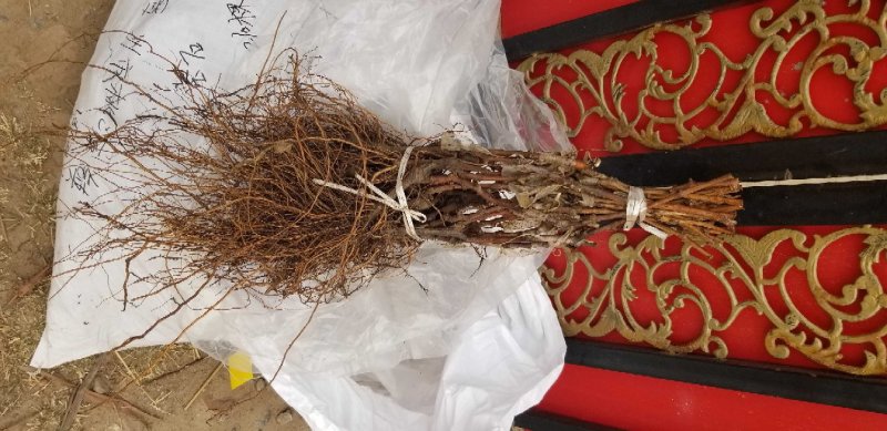 葡萄树苗造型葡萄树苗