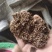 厚朴沫子不含运费品种齐全量大从优诚信经营
