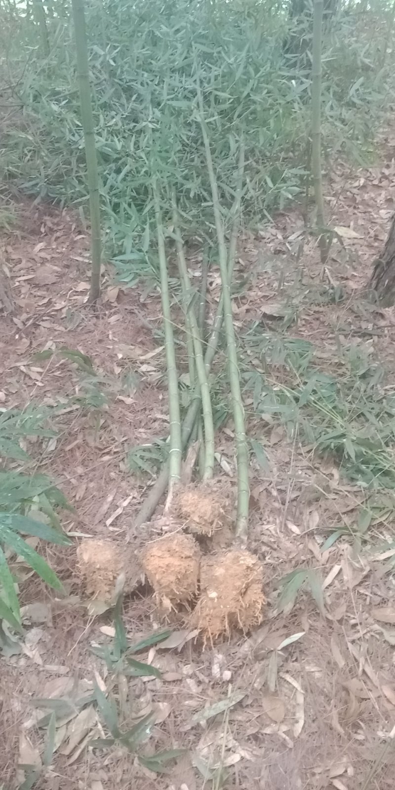 柿竹，钢竹，青皮竹，各种规格竹子。